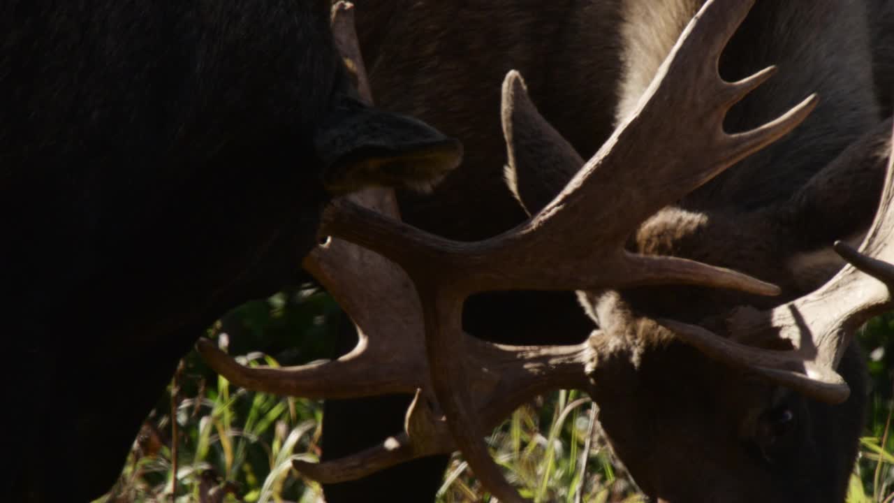 阿拉斯加，公驼鹿有鹿角。视频下载