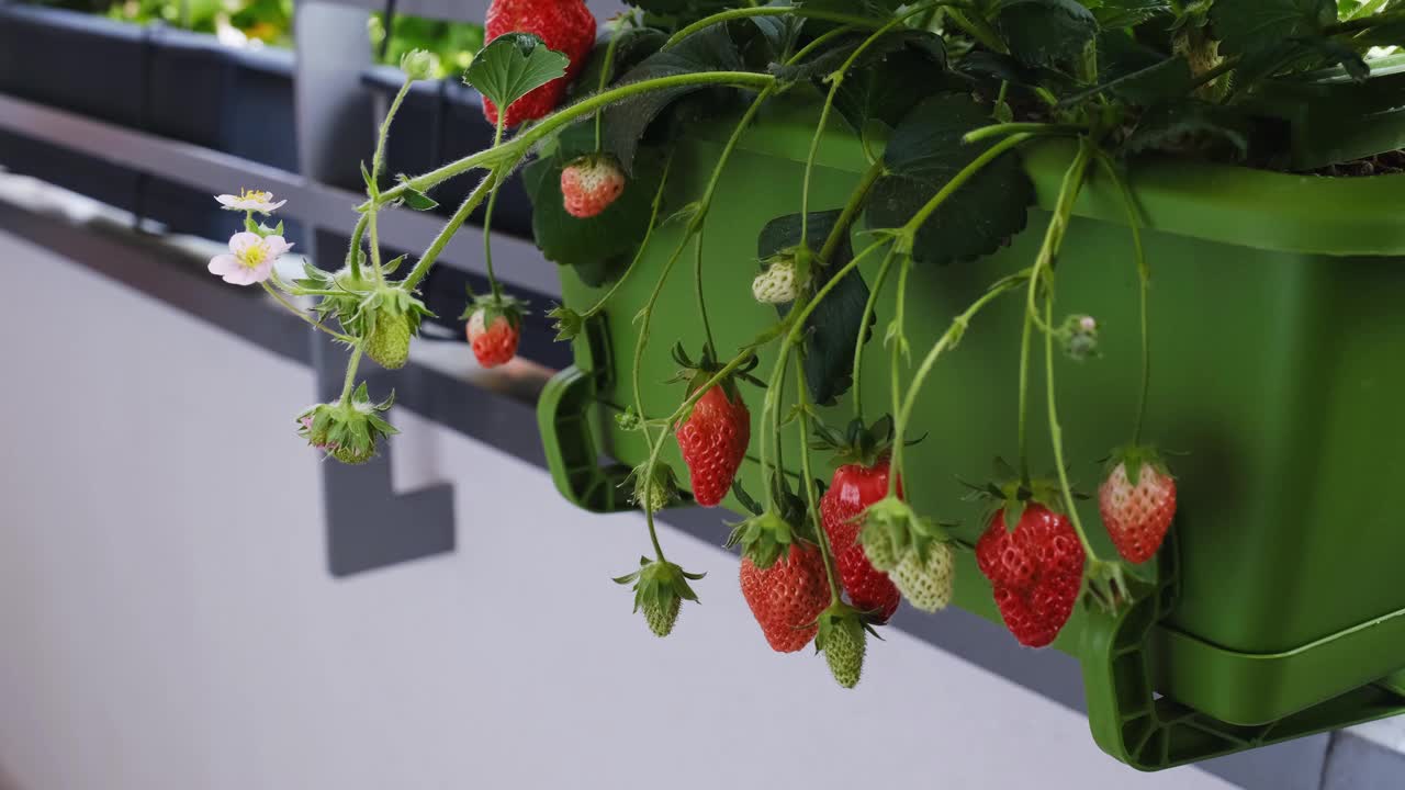 阳台上的花盆里长着成熟多汁的草莓。家庭有机种植视频素材
