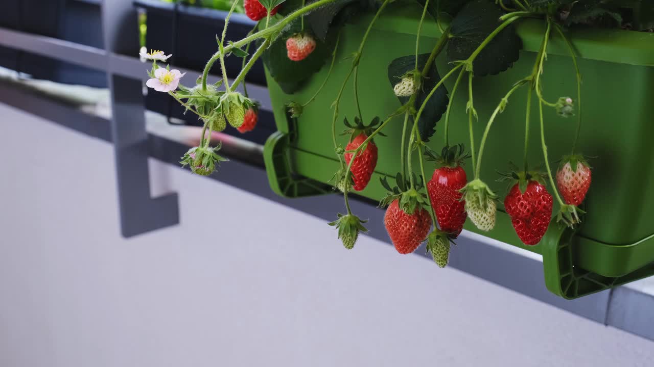 在自家阳台上种植有机草莓。盆中成熟的草莓丛。视频素材
