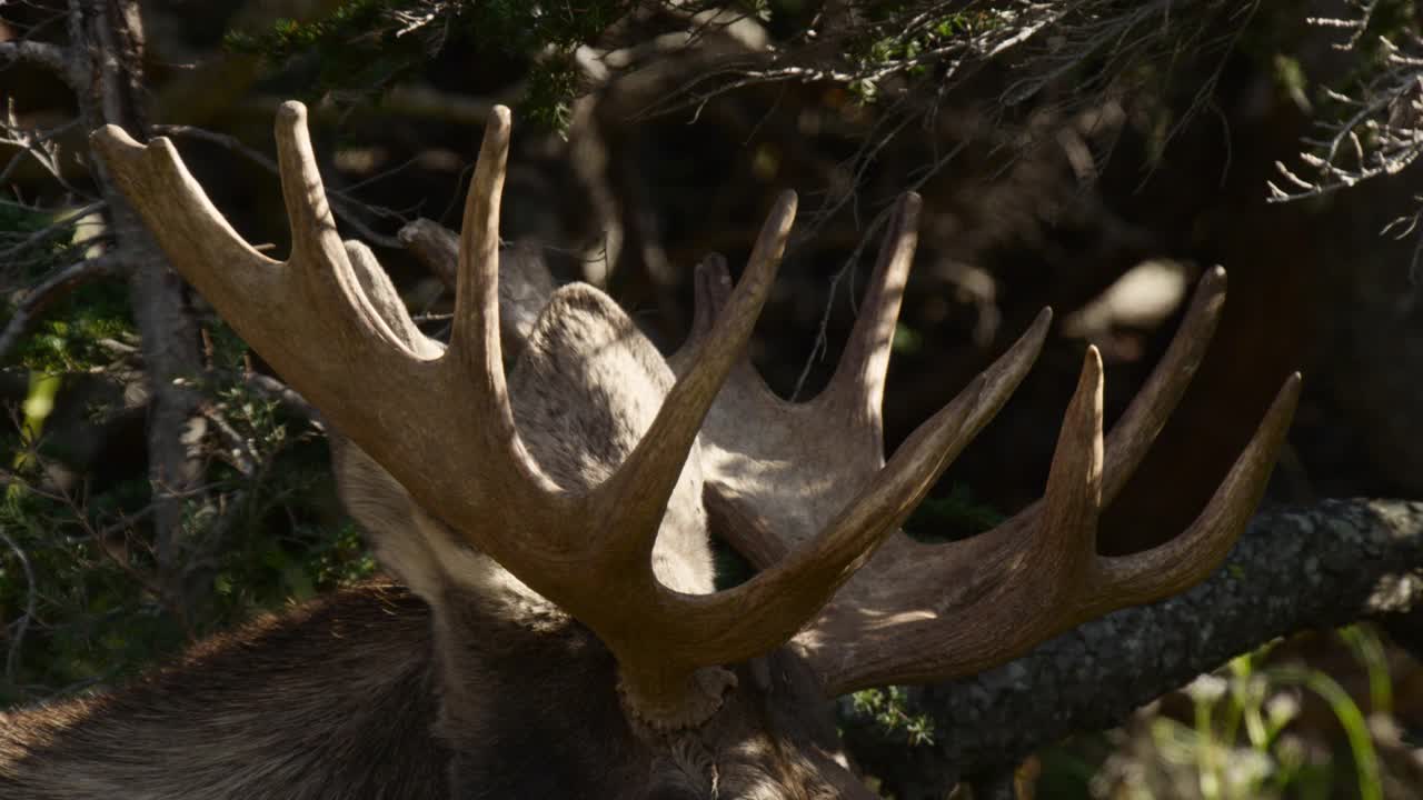 驼鹿在树下休息，阿拉斯加。视频下载