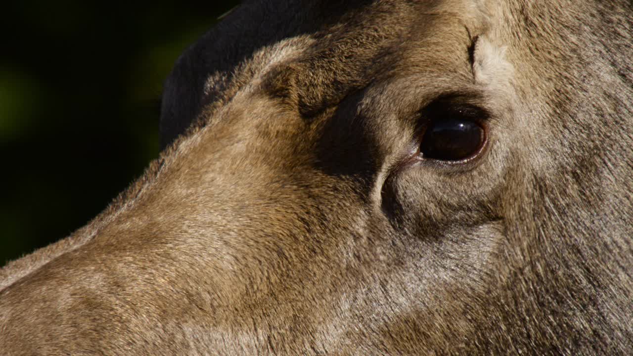 阿拉斯加驼鹿的脸。视频下载