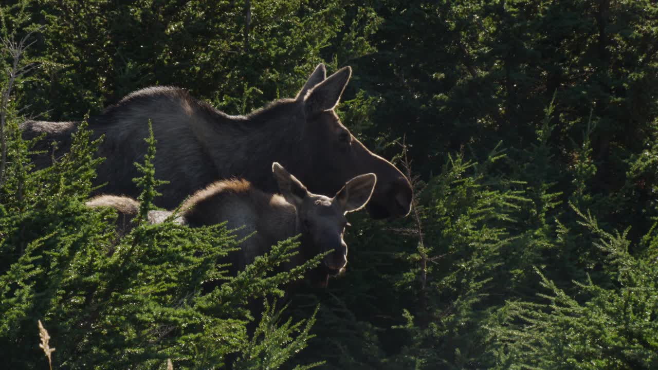 麋鹿妈妈和幼崽，阿拉斯加。视频下载