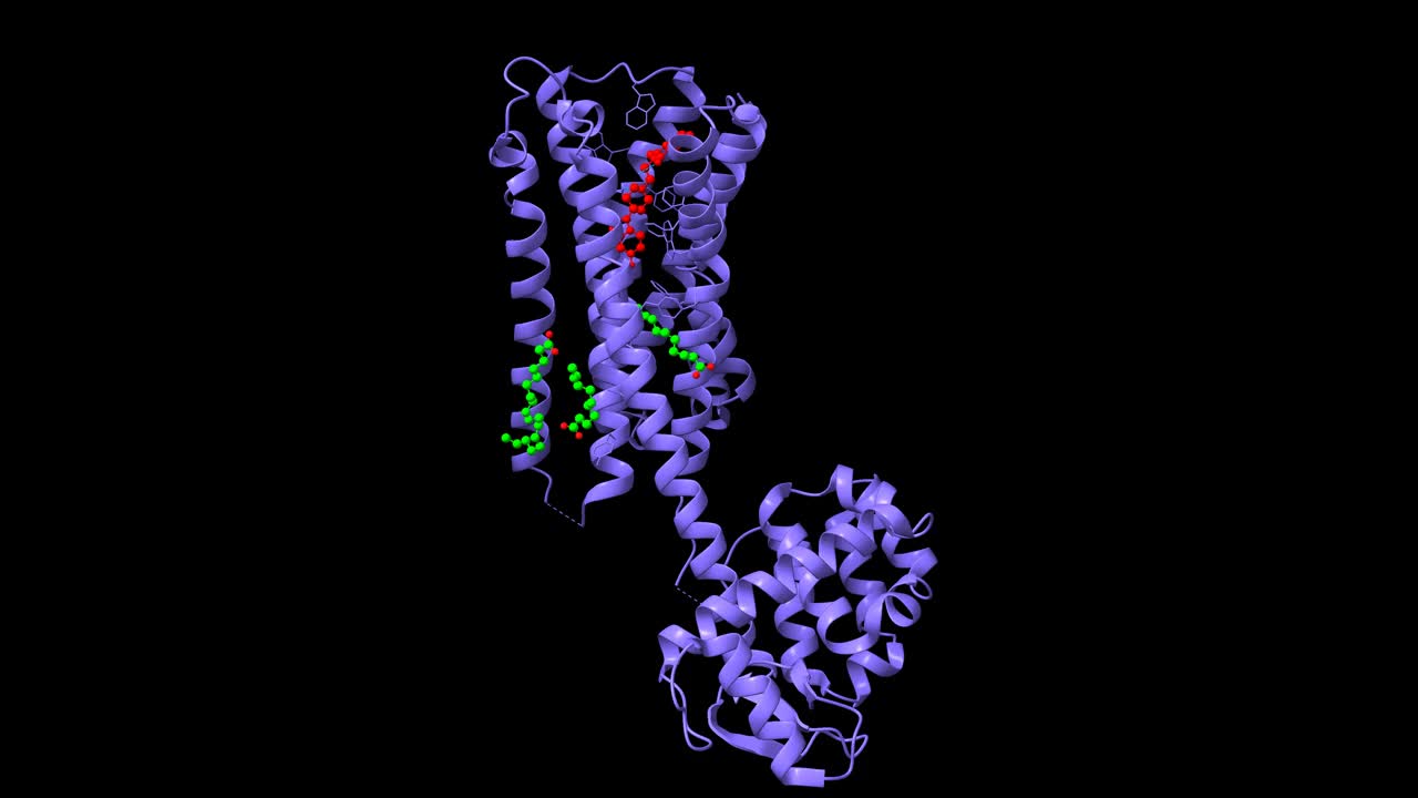 D2多巴胺受体与非典型抗精神病药物利培酮(红色)和油酸(绿色)结合的结构视频下载
