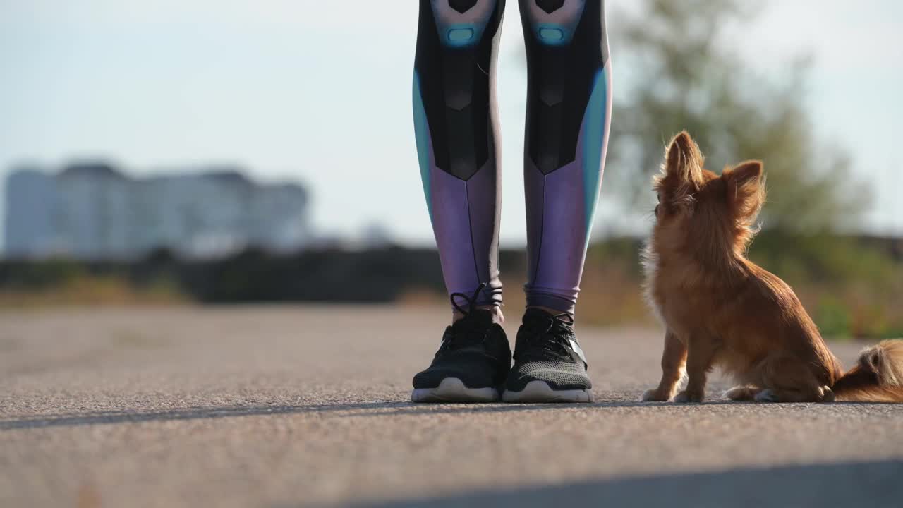 在户外休闲活动中，小吉娃娃宠物狗在年轻的女主人训练师的腿下奔跑视频下载