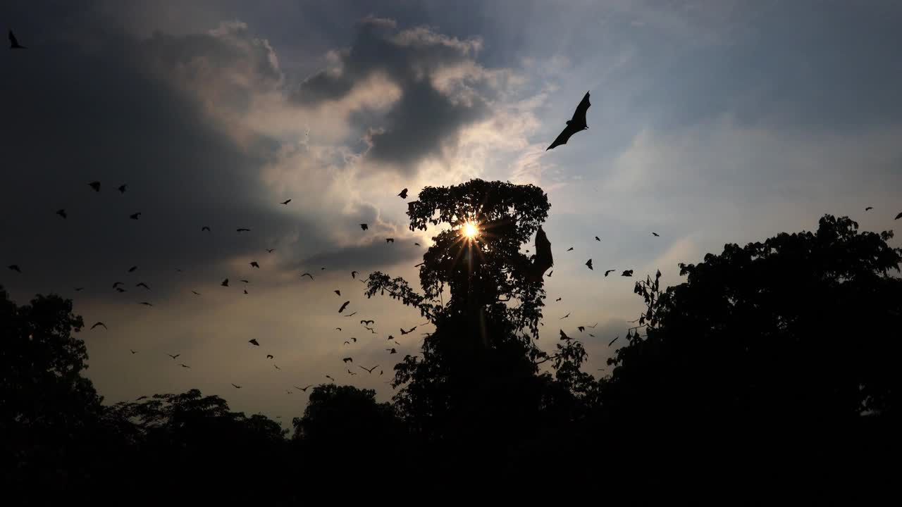 狐蝠或果蝠或狐蝠离开栖息在黄昏日落泰国。视频下载