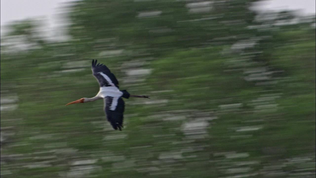 鹳飞来飞去，落在湿地上，与鸟群一起觅食视频下载