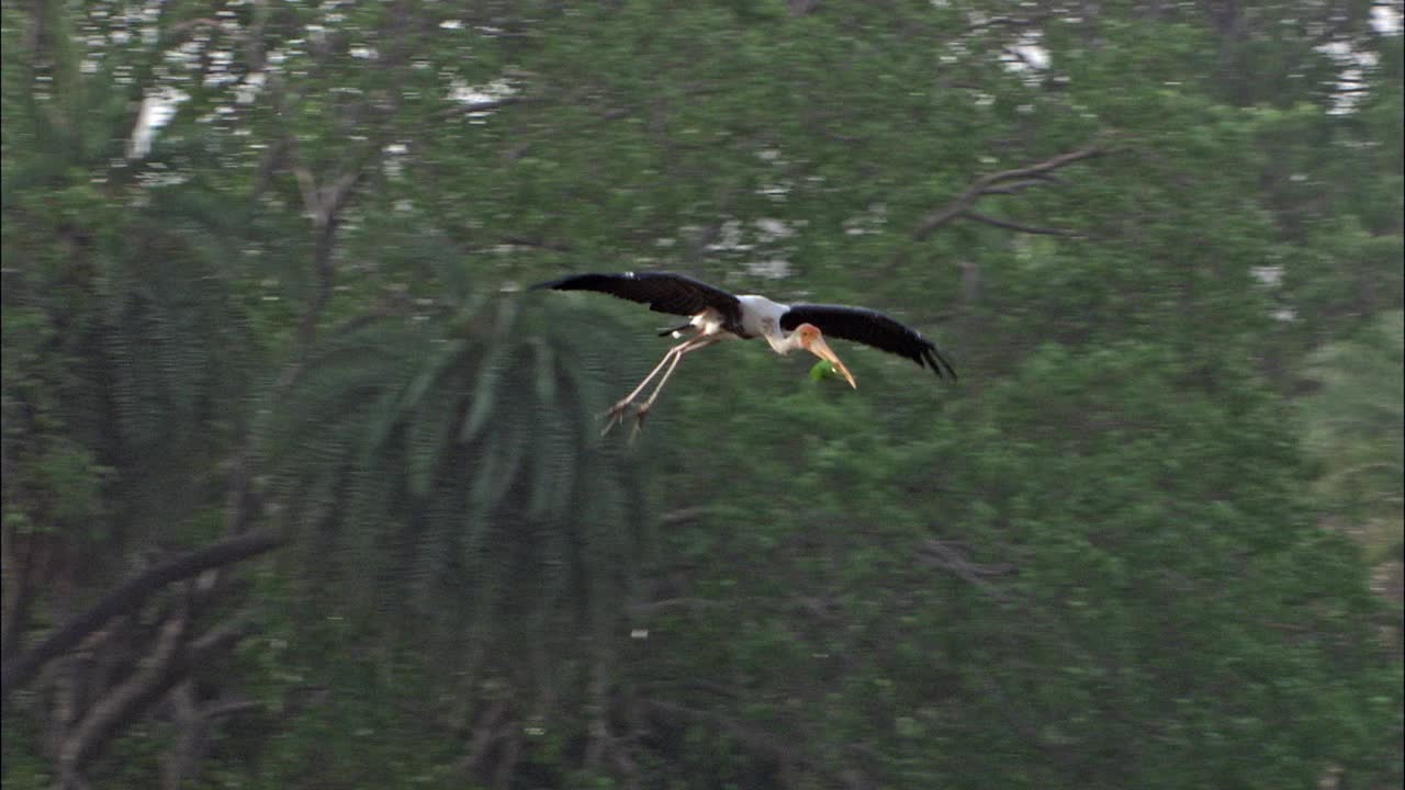 鹳鸟飞行并降落在湿地上，与鸟群一起觅食视频下载