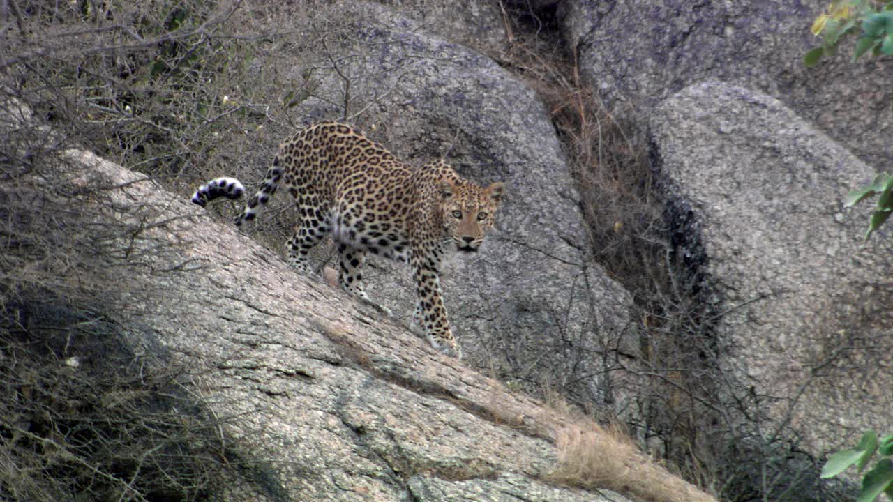 豹子从岩石坡上走下来，走向摄像机全景拍摄视频下载