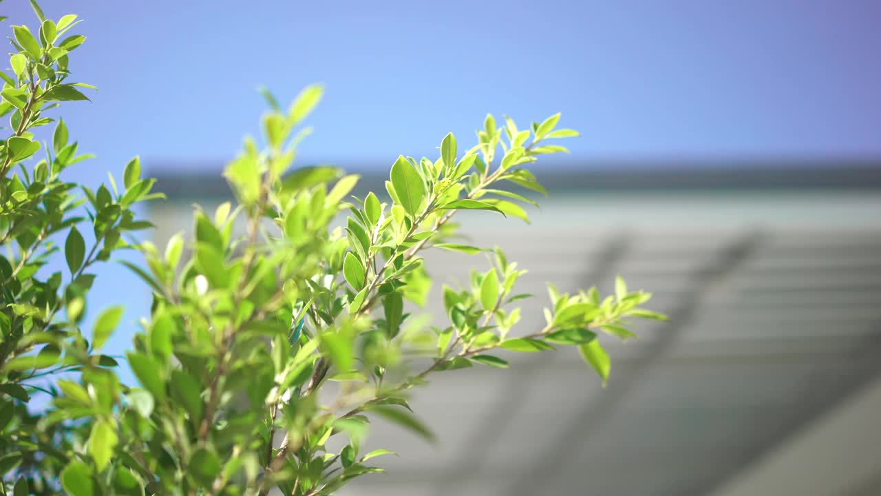 在自家前院种植绿色植物视频素材