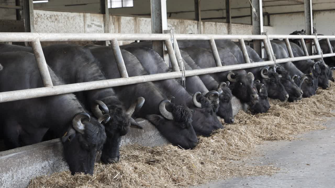 牛场的水牛在吃青贮饲料。视频下载