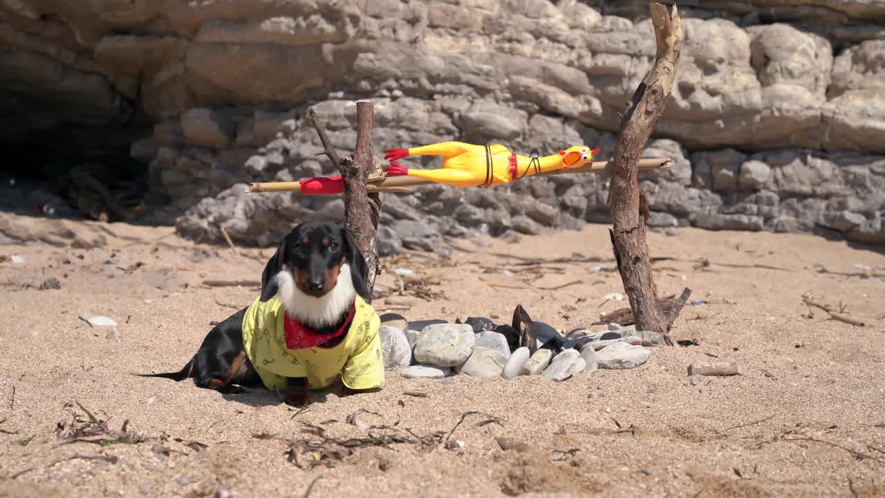 长着浓密胡子的腊肠小狗，因为它很久以前在荒岛上迷路了，坐在沙滩上的篝火旁，用自制的烤肉来煎玩具鸡视频下载