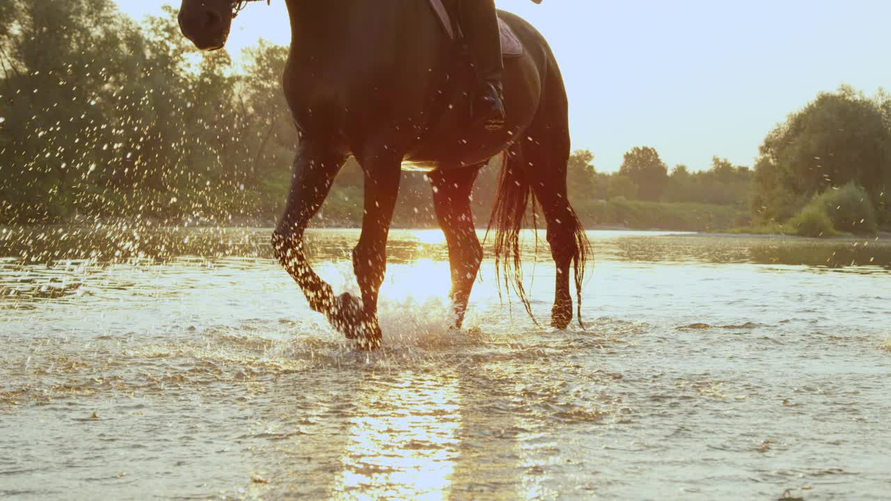 镜头闪光:在金色的夕阳下，雄伟的种马沿着玻璃般的溪流散步。视频下载