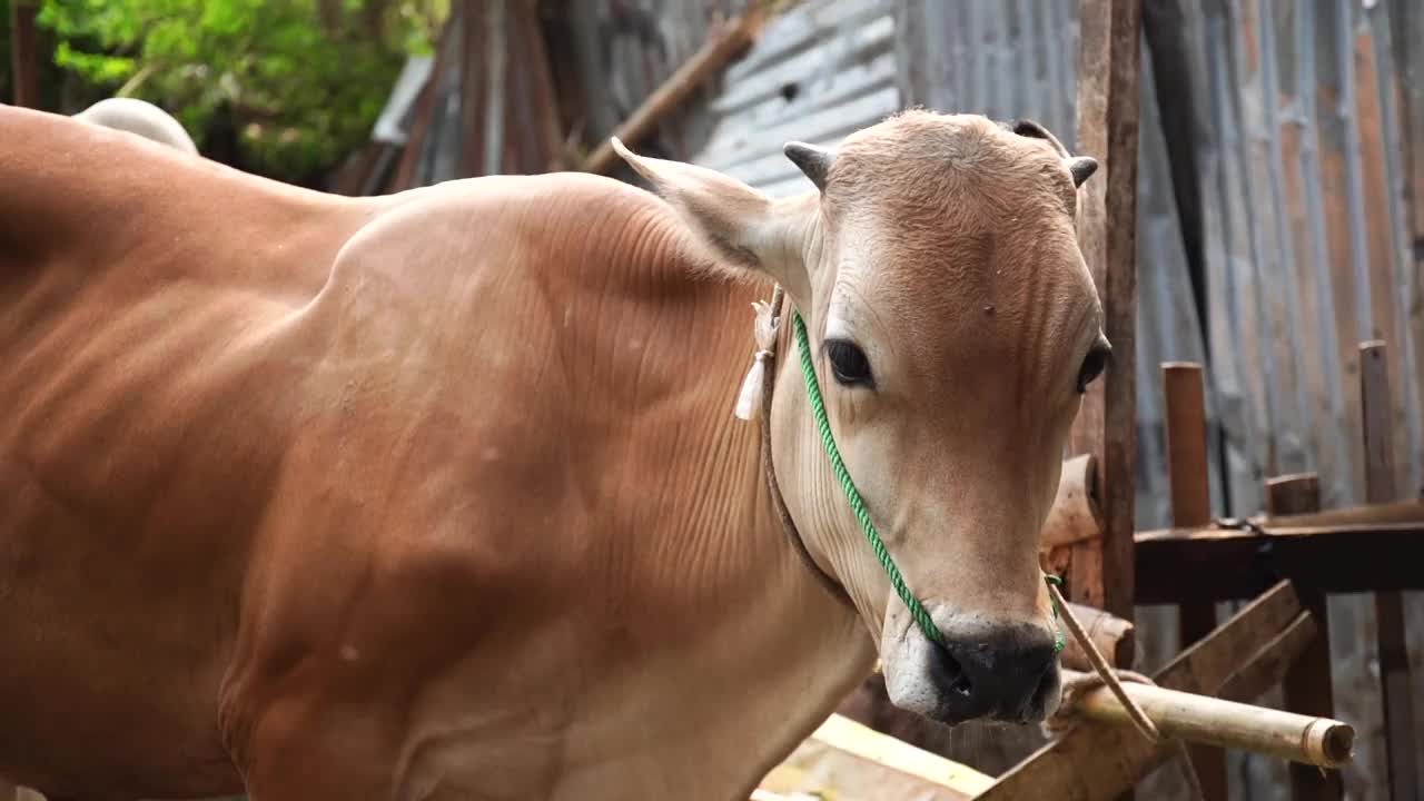 古尔邦节的奶牛视频下载