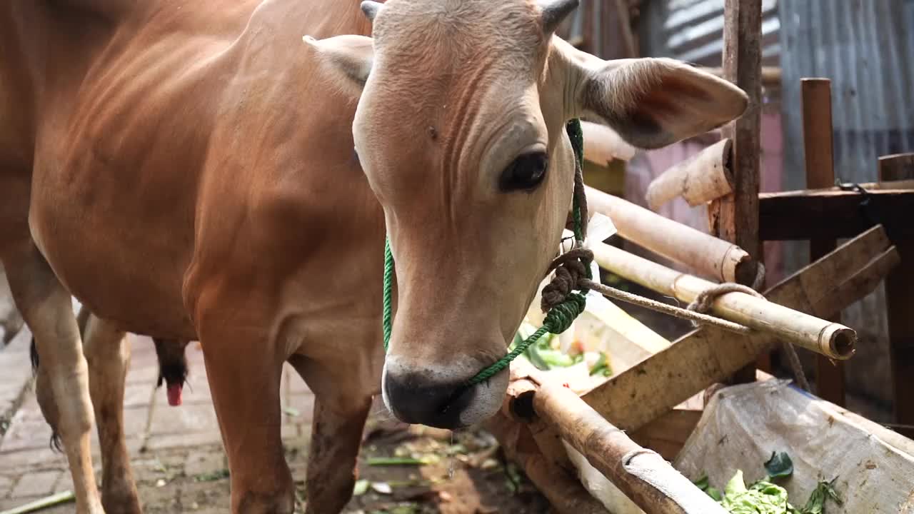 古尔邦节的奶牛视频下载