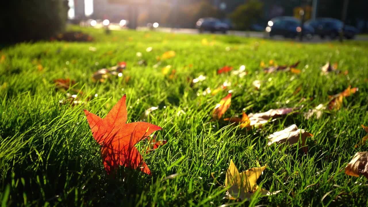 秋天的城市公园里一片落叶视频下载