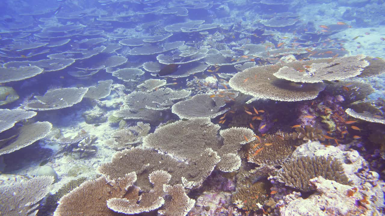 珊瑚礁底部的马尔代夫硬珊瑚视频素材