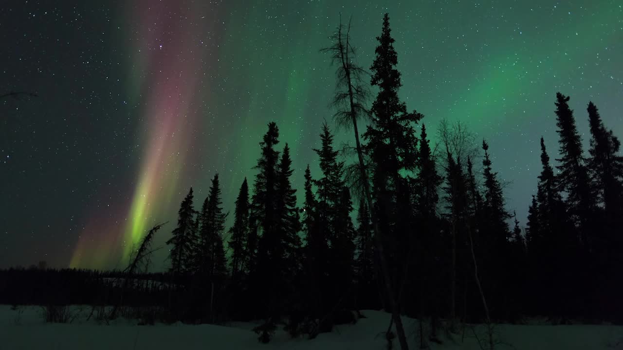 加拿大不列颠哥伦比亚省，冰雪覆盖的风景上的树木，夜晚的北极光视频素材