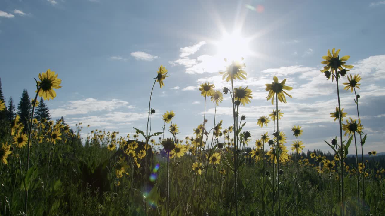 慢动作低角度广角拍摄的亮黄色野花在大Mesa国家森林在科罗拉多州视频下载