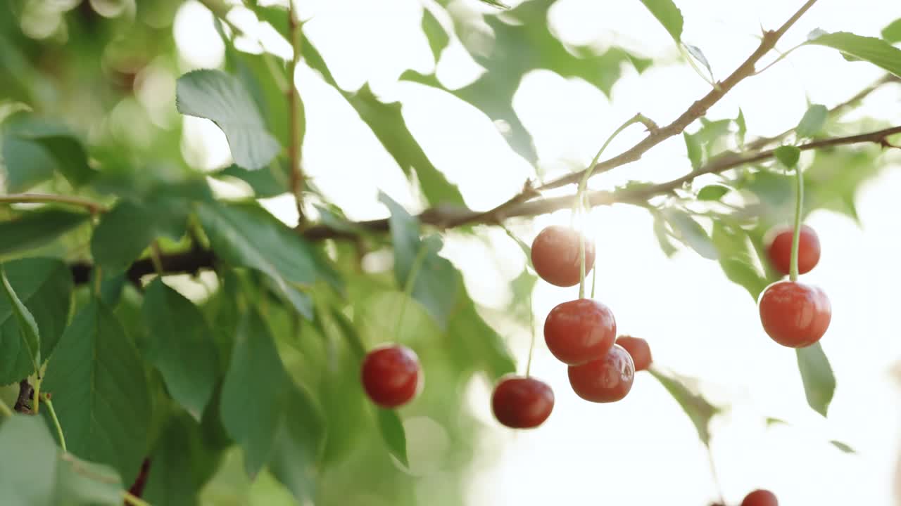 树枝上美味的红樱桃的特写镜头。在夏季花园种植有机食品。树上樱桃的红色浆果视频素材