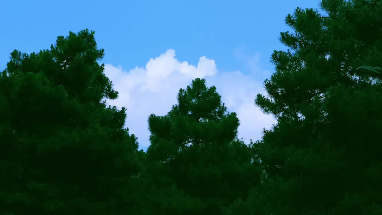 黑色森林，明亮的天空和云视频素材