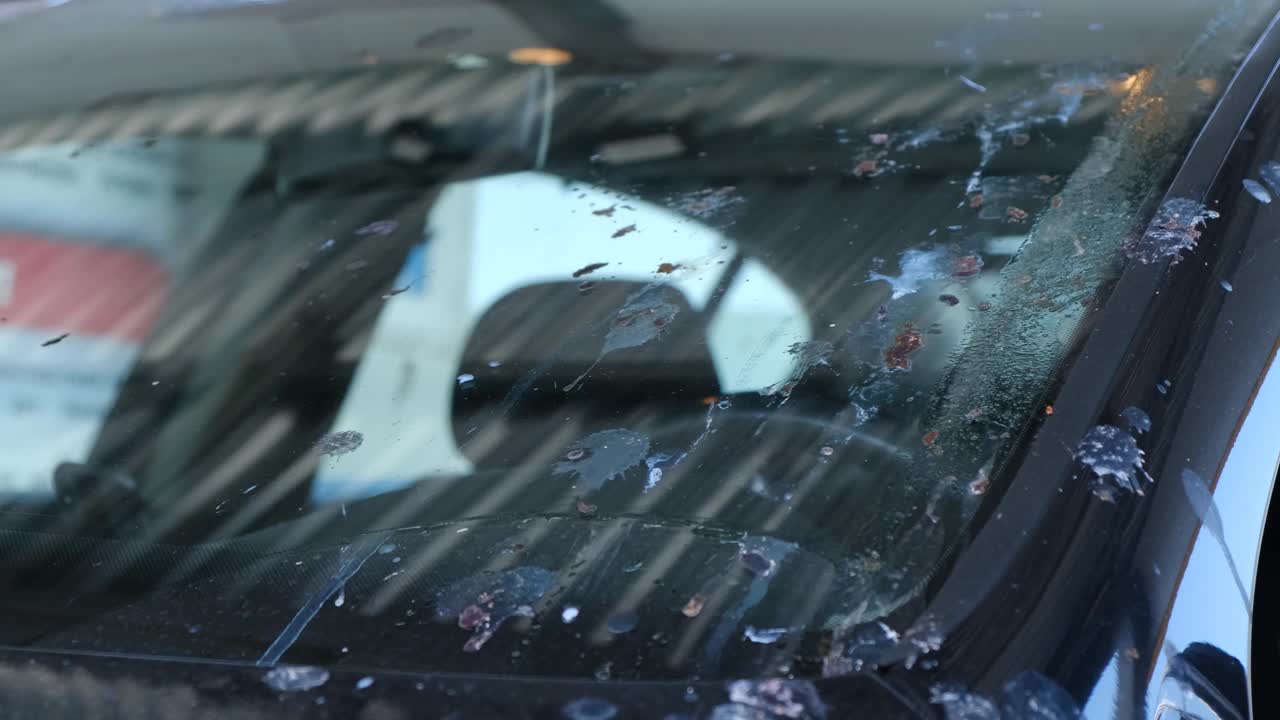 汽车挡风玻璃上有鸟粪。视频下载