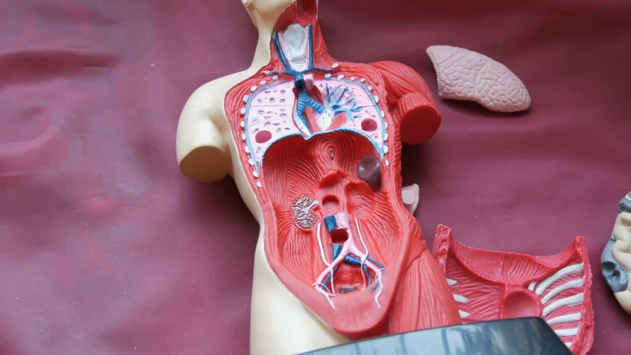 人体解剖结构的玩具模型。青少年的手收集人造人体内部器官，肌肉，胸，橡胶，肠，肺，肾，心脏视频下载