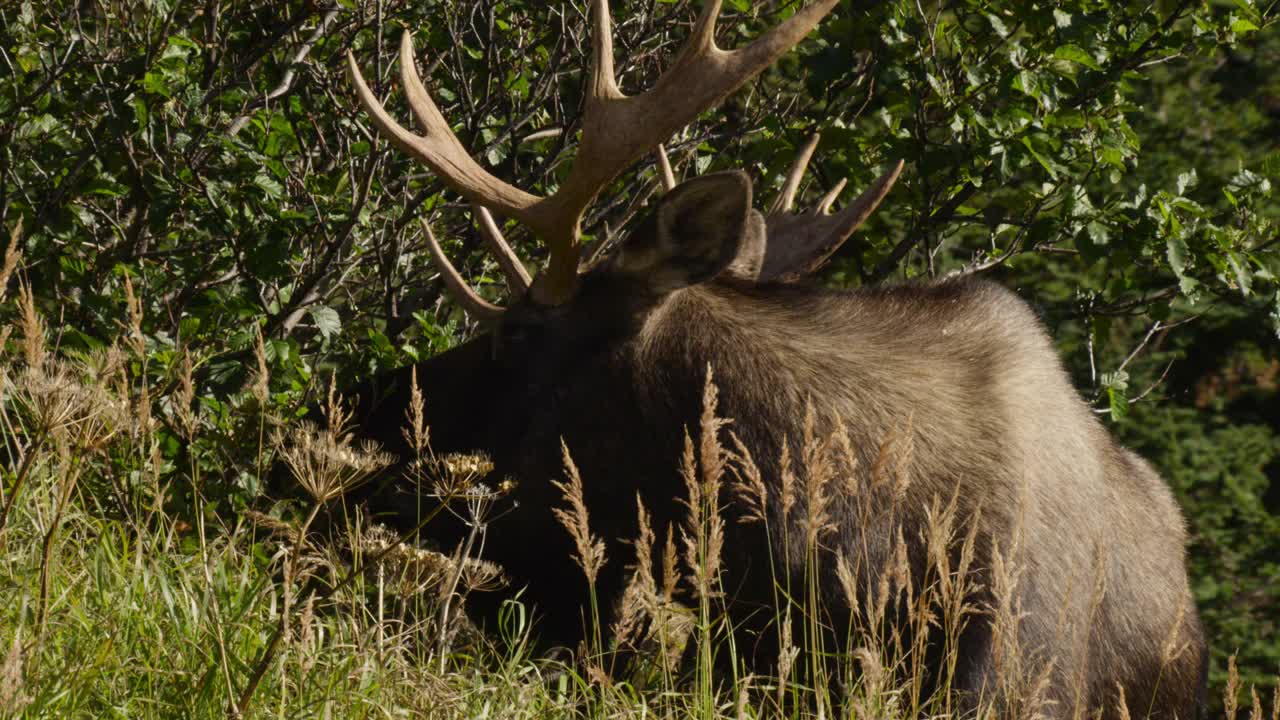 阿拉斯加，公驼鹿正在进食。视频下载
