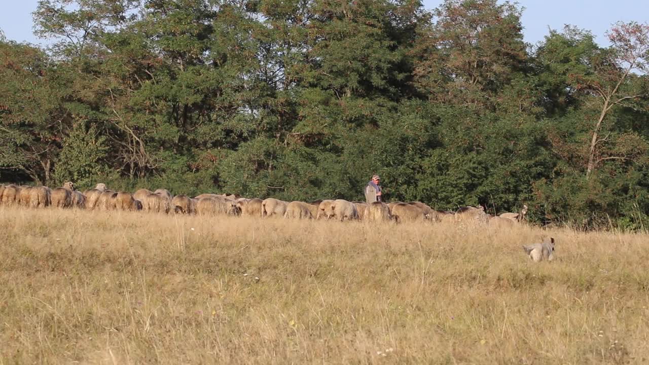乡村秋色田园风光。在农场的围场里吃草的一群羊视频素材