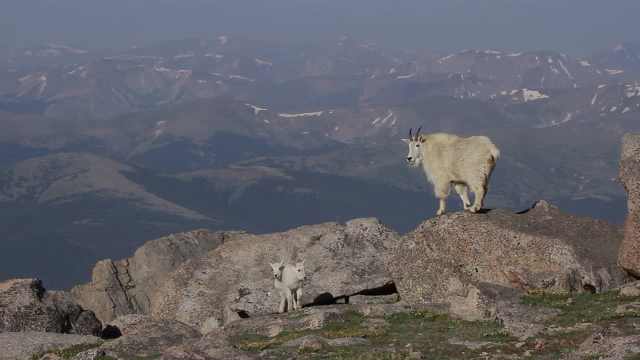 WS 4K风景拍摄的新生岩石山山羊(Oreamnos americanus)玩耍，跳跃和互动在鲜花覆盖的山峰上视频下载