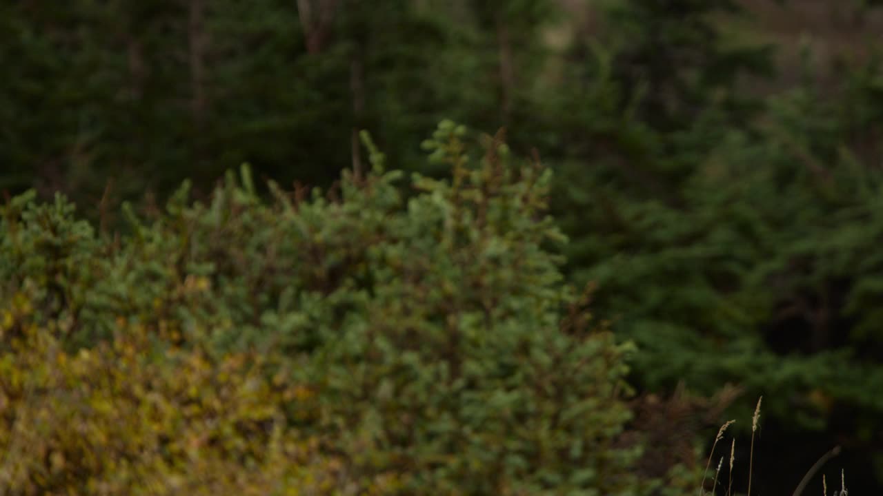 驼鹿穿过阿拉斯加的森林。视频下载