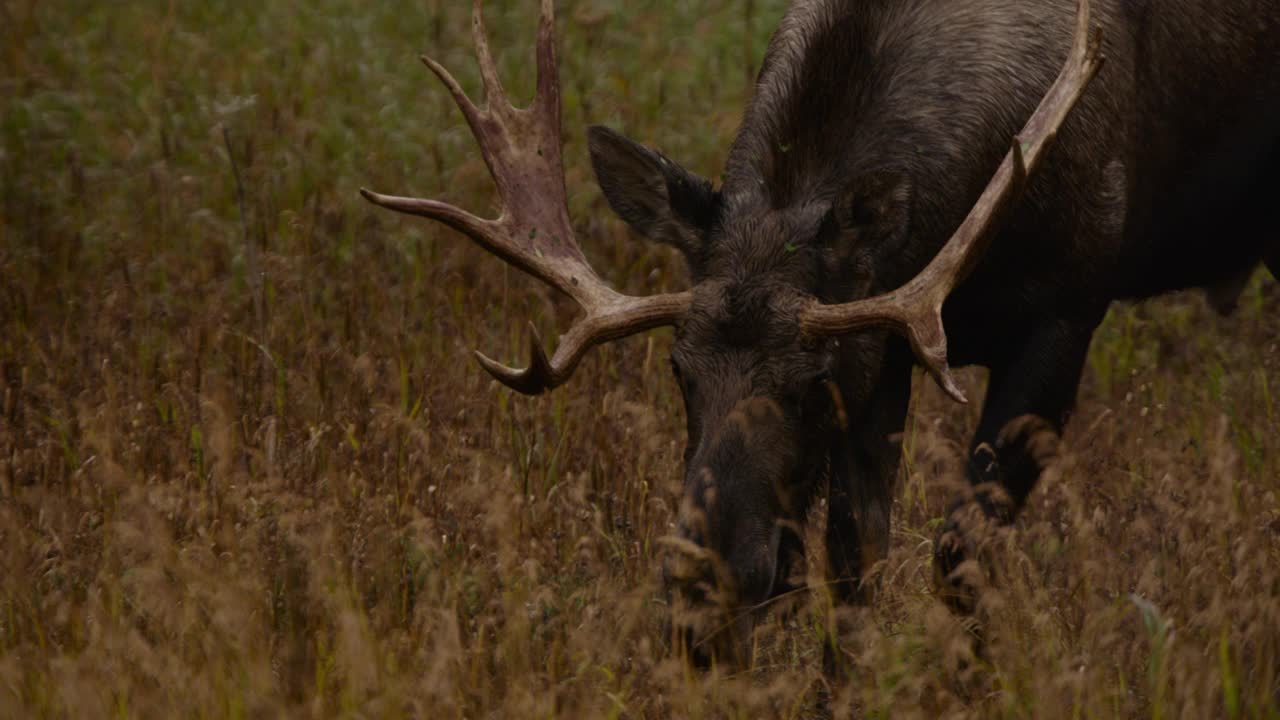 阿拉斯加，公驼鹿走过草地。视频素材