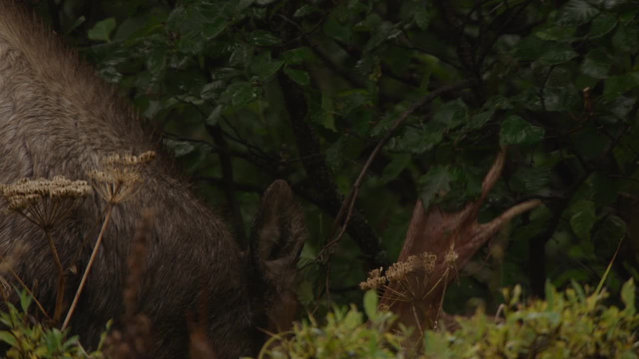 阿拉斯加，一只麋鹿在树上抖动鹿角。视频下载