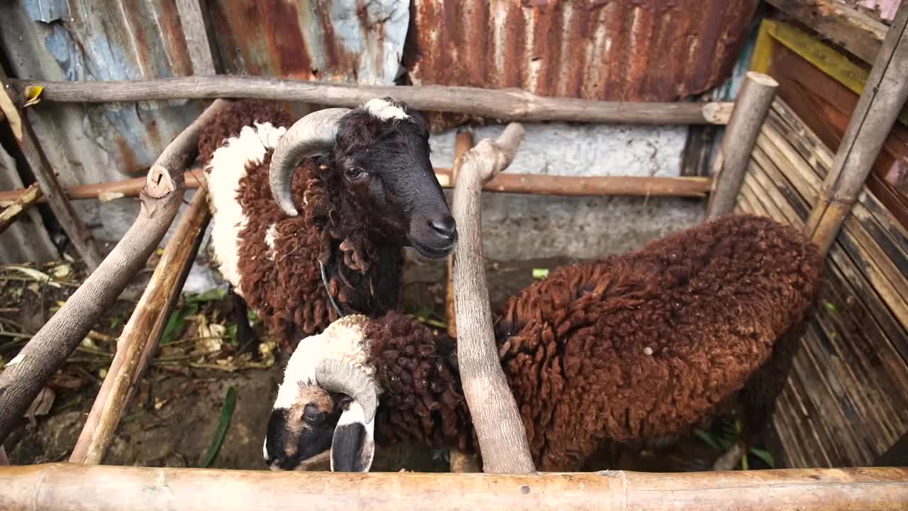 在古尔邦节出售的绵羊将面对视频下载