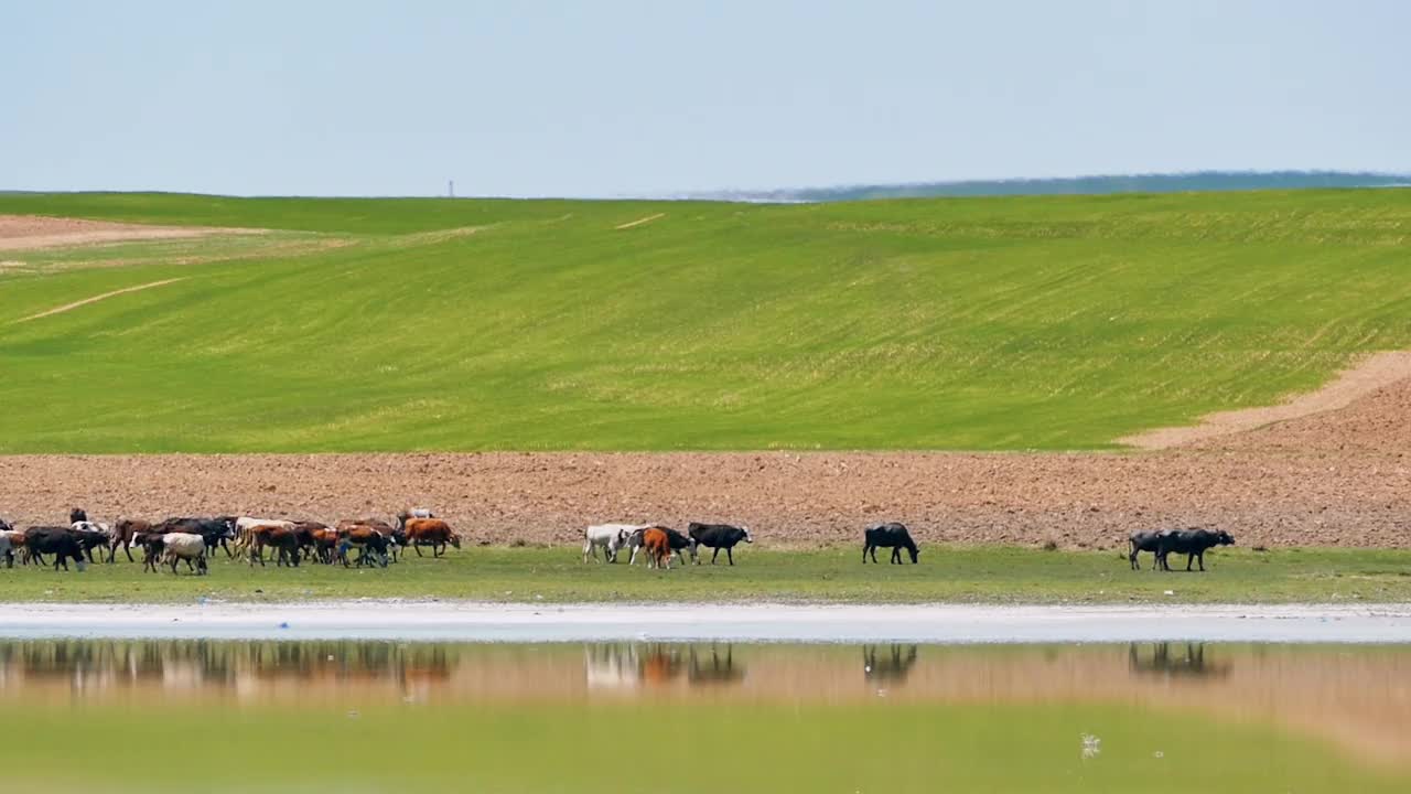 农场奶牛在湖边草地上吃草视频下载