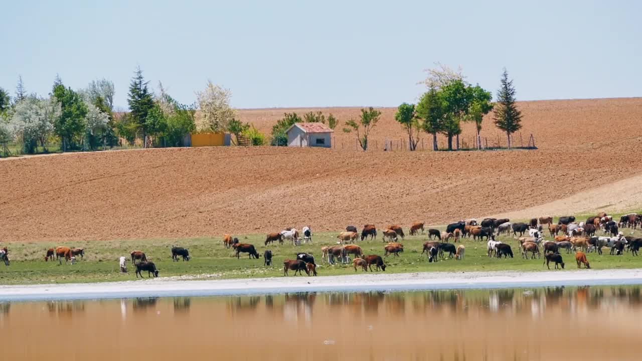 农场奶牛在湖边草地上吃草视频下载