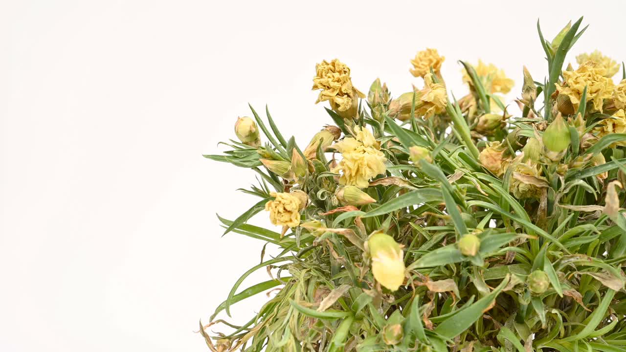 Pan view凋谢的植物与黄色的花视频素材