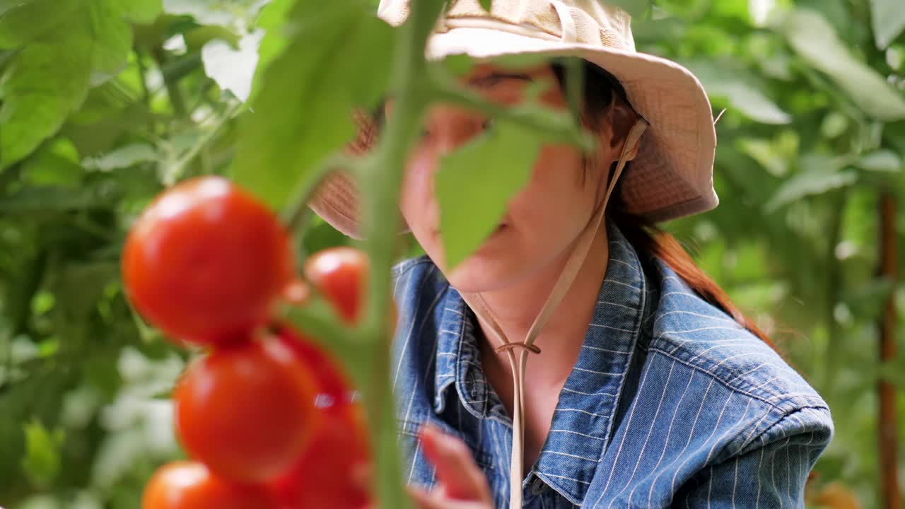 年轻的企业主检查她的生产力在番茄农场视频素材