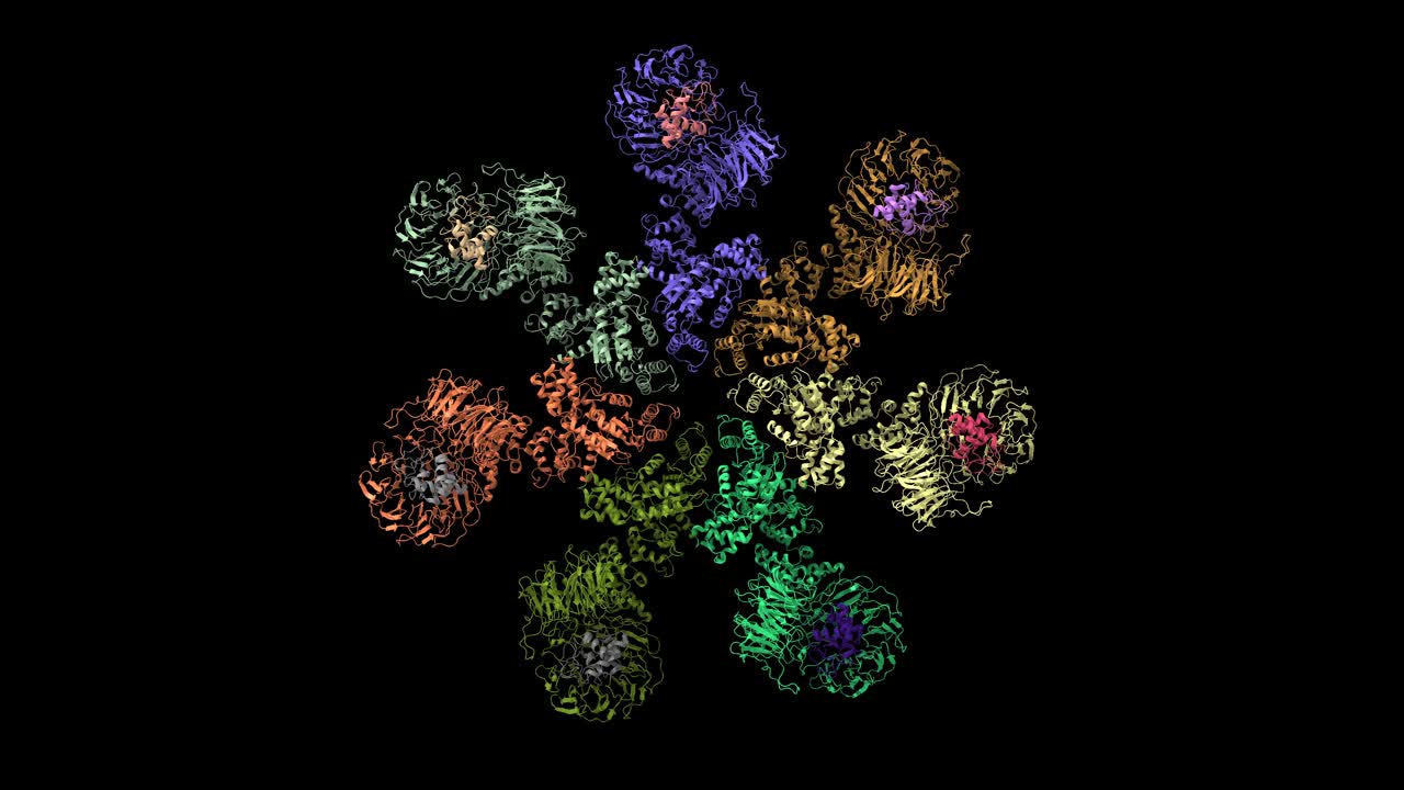 图中显示了具有细胞色素C的Apaf-1凋亡小体结构视频素材