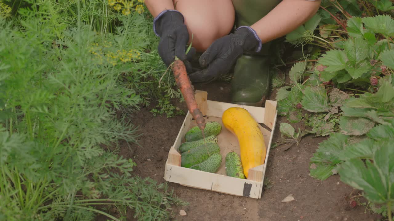 在花园里采摘新鲜生蔬菜的女人视频下载