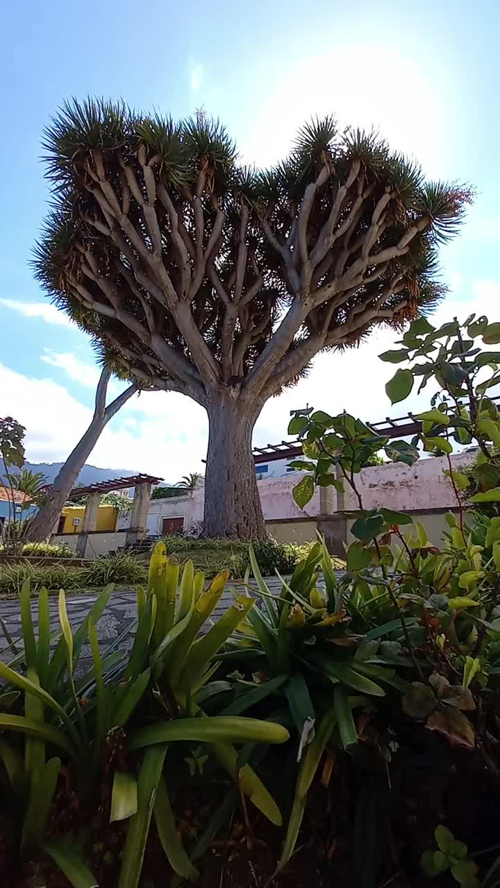 龙树，龙是特内里费岛的自然象征视频素材