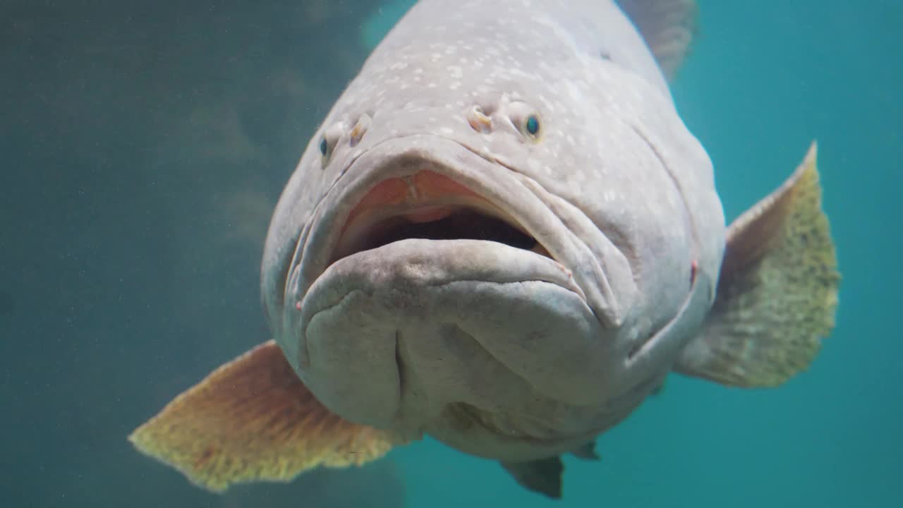 水族馆里的巨型石斑鱼白天寻找食物的石斑鱼。大口石斑鱼看着潜水摄像机。视频特写4K分辨率。视频购买