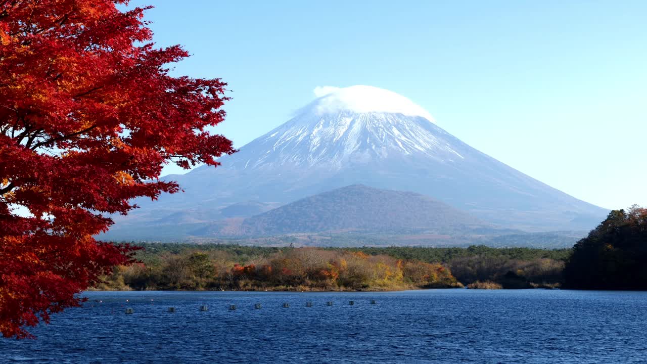 富士山的秋天，枫树在Shoji湖(放大)视频下载