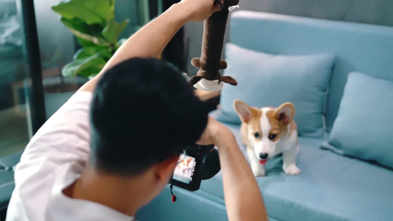 宠物主人试图给他的狗拍照。视频素材