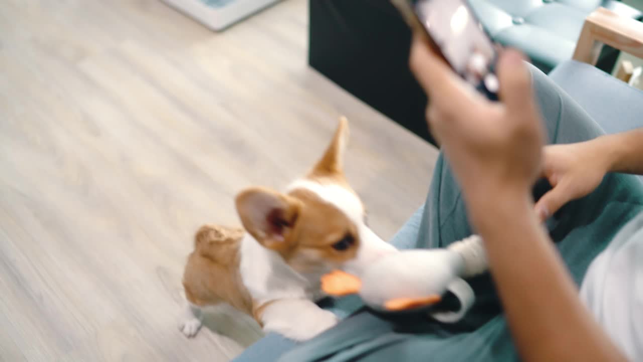 宠物主人拍他的狗在一起玩的照片。视频素材