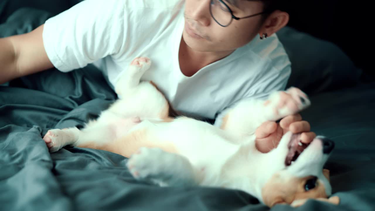 宠物主人与彭布罗克威尔士柯基在床上玩耍。视频素材
