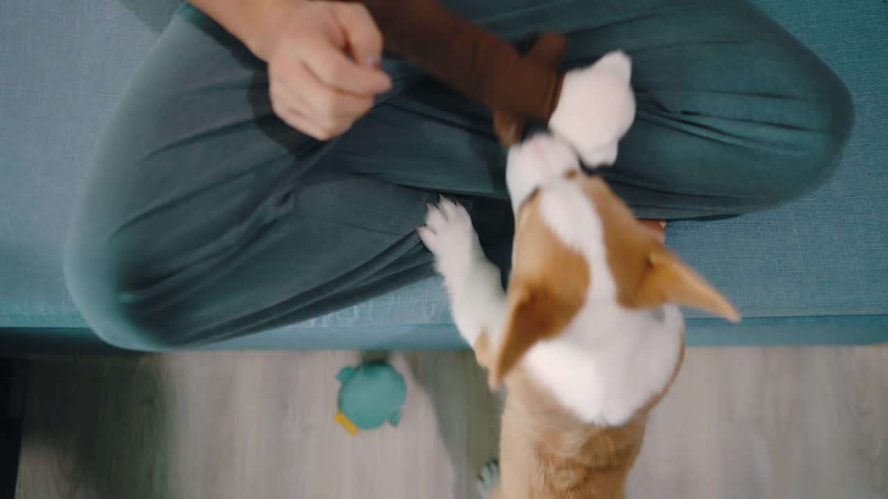 宠物主人拍他的狗在一起玩的照片。视频素材