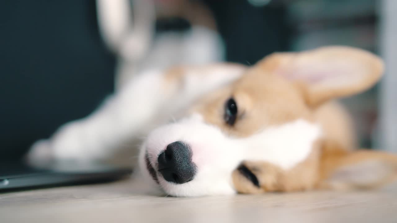 彭布罗克威尔士柯基小狗睡在客厅。视频素材