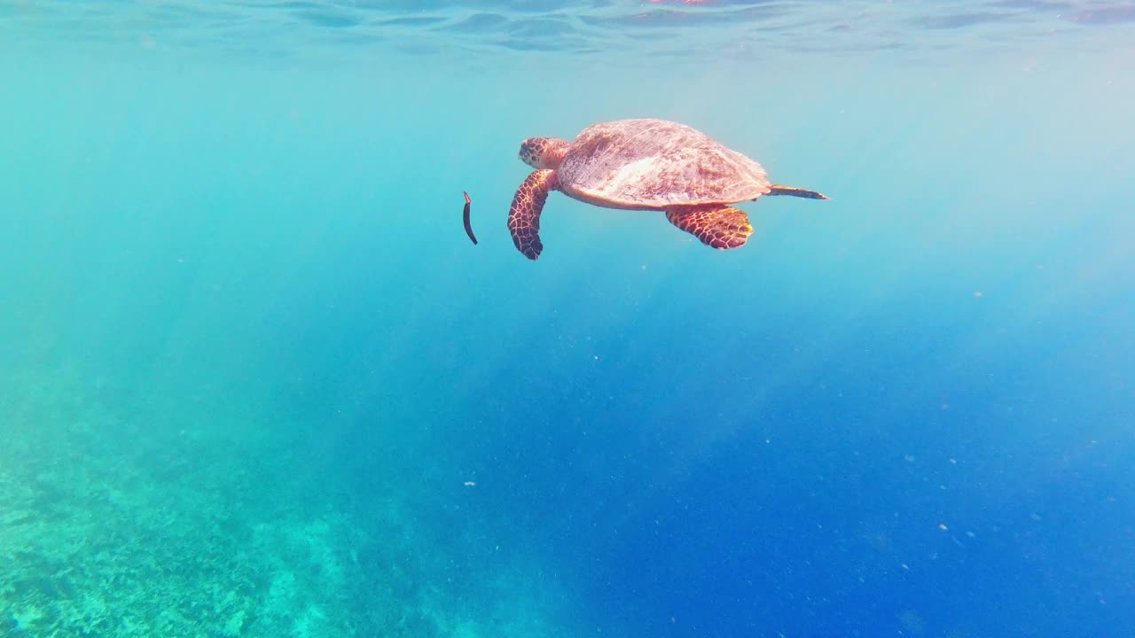 在海里游泳的玳瑁海龟视频下载