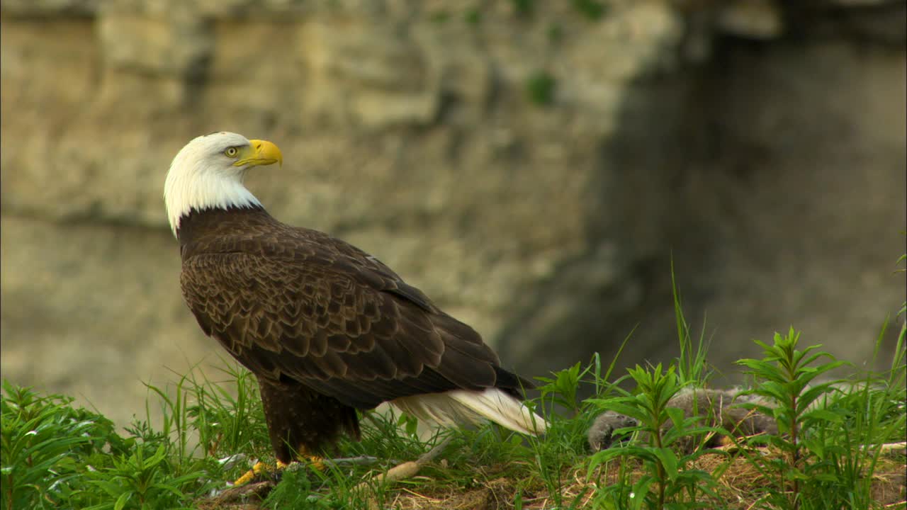 秃鹰在卡特迈国家公园飞行，阿拉斯加美国视频素材