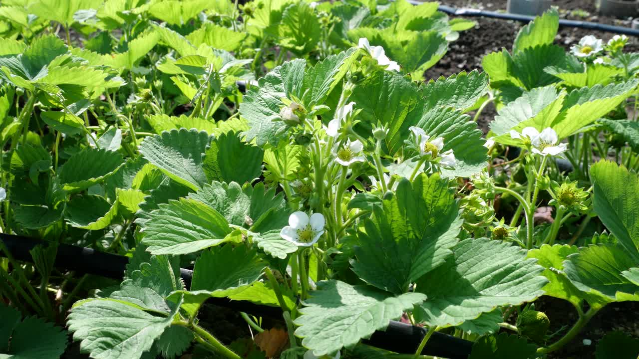 盛开的白色草莓植物开放。草莓。成排的草莓。菜园的背景视频素材